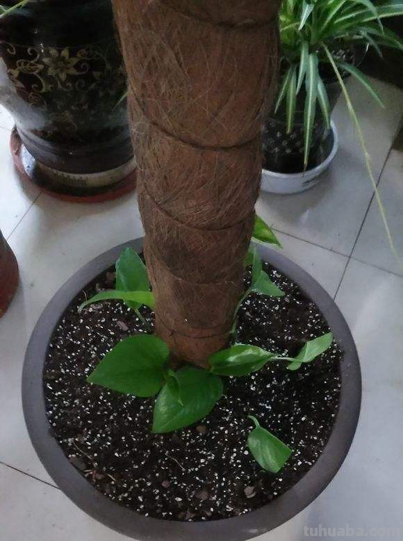 绿萝常见的两种养法，夏天做好这点，瀑布轻松养出来