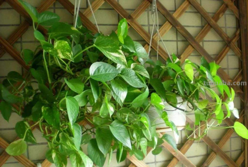 绿萝常见的两种养法，夏天做好这点，瀑布轻松养出来