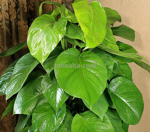 绿萝常见的两种养法，夏天做好这点，瀑布轻松养出来