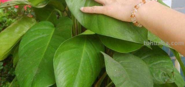 人家的大叶绿萝都长到天花板了,怎么做到的?4点护养技巧快收好 人家的大叶绿萝都长到天花板了,怎么做到的?4点护养技巧快收好