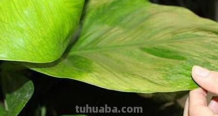 人家的大叶绿萝都长到天花板了,怎么做到的?4点护养技巧快收好 人家的大叶绿萝都长到天花板了,怎么做到的?4点护养技巧快收好