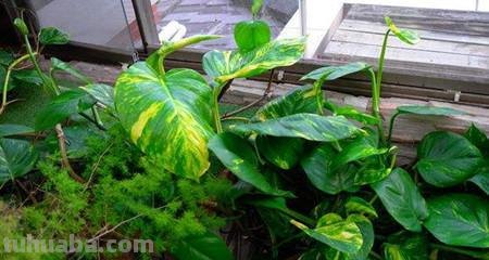 人家的大叶绿萝都长到天花板了,怎么做到的?4点护养技巧快收好 人家的大叶绿萝都长到天花板了,怎么做到的?4点护养技巧快收好