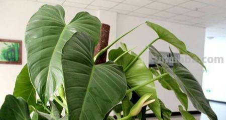 人家的大叶绿萝都长到天花板了,怎么做到的?4点护养技巧快收好 人家的大叶绿萝都长到天花板了,怎么做到的?4点护养技巧快收好