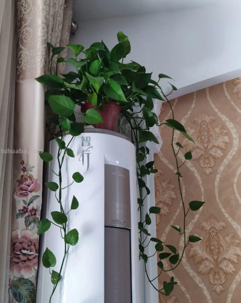 夏天养绿萝，注意4个要点，嗖嗖蹿个子，长成绿窗帘