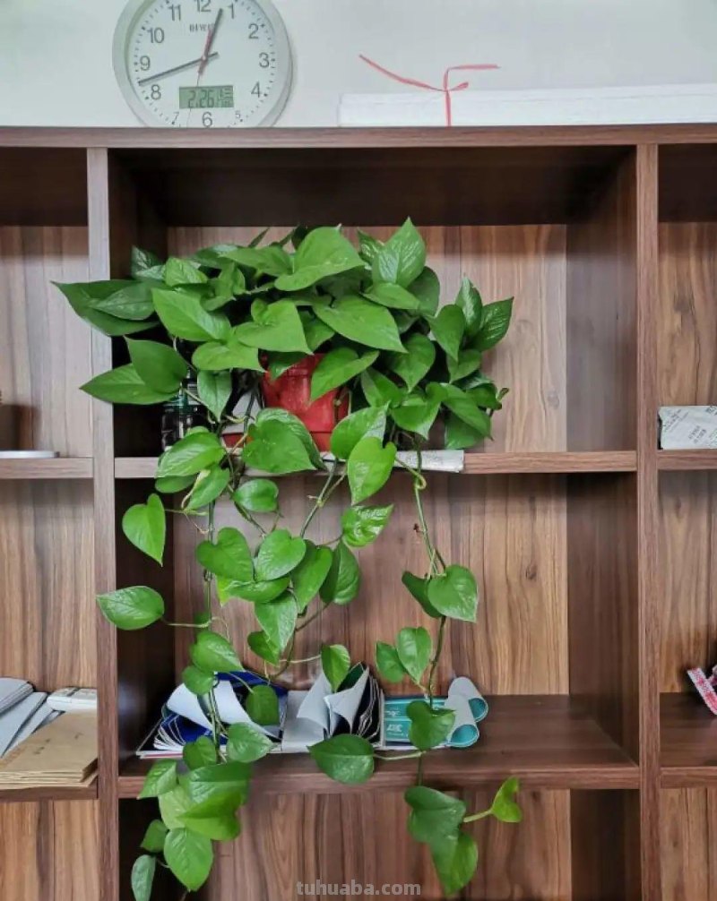 夏天养绿萝，注意4个要点，嗖嗖蹿个子，长成绿窗帘