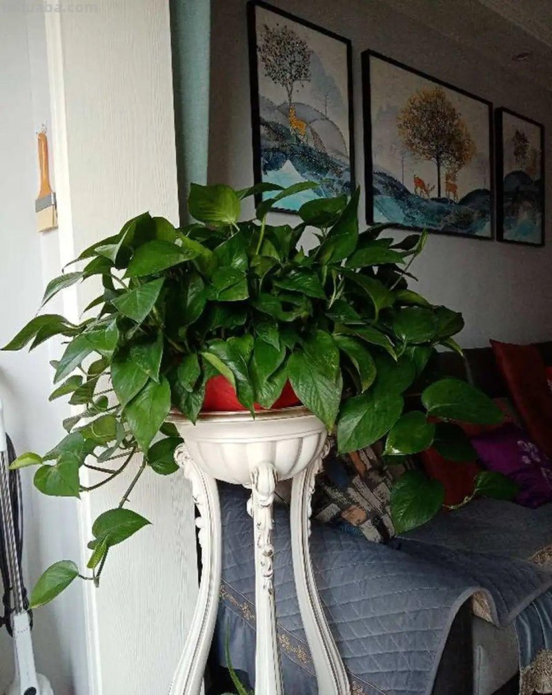 夏天养绿萝，注意4个要点，嗖嗖蹿个子，长成绿窗帘