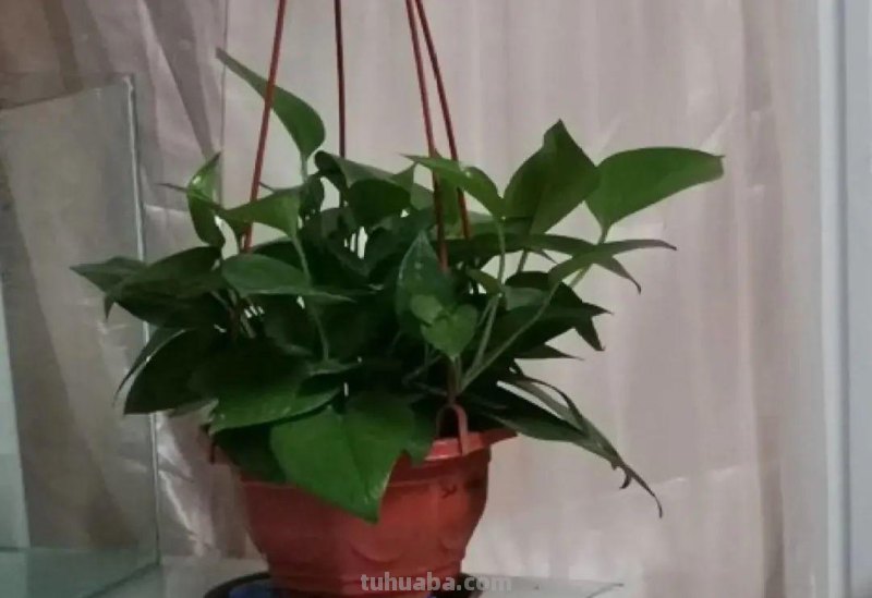 夏天养绿萝，注意4个要点，嗖嗖蹿个子，长成绿窗帘