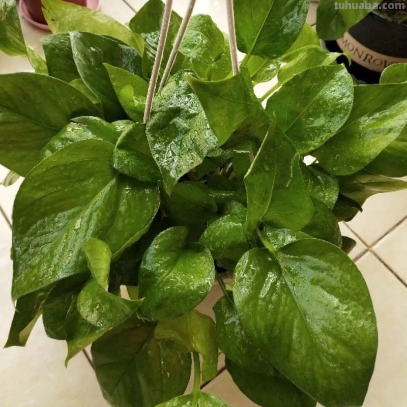 夏天养绿萝，注意4个要点，嗖嗖蹿个子，长成绿窗帘