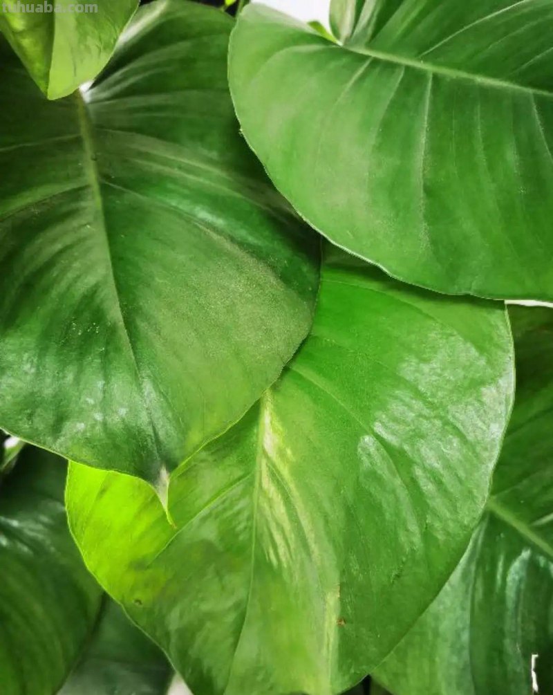 夏天养绿萝，注意4个要点，嗖嗖蹿个子，长成绿窗帘