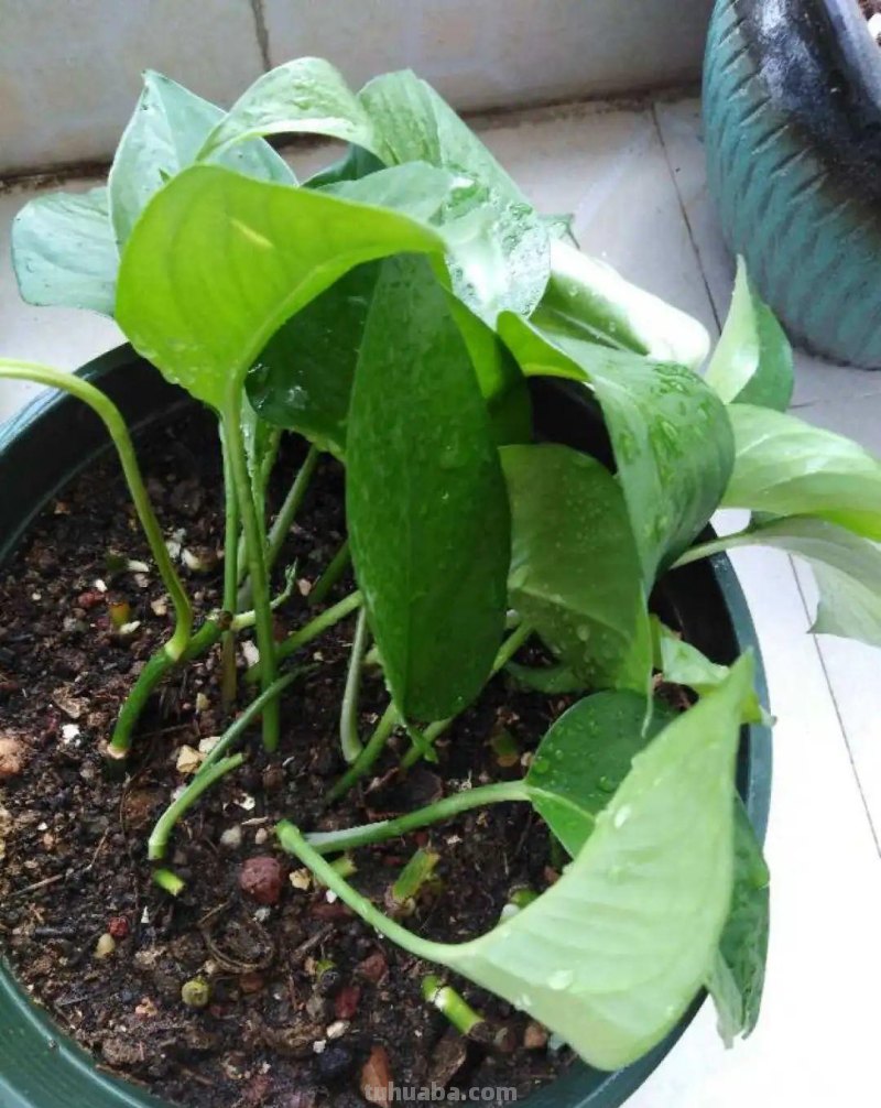 夏天养绿萝，注意4个要点，嗖嗖蹿个子，长成绿窗帘