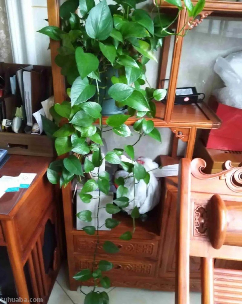 夏天养绿萝，注意4个要点，嗖嗖蹿个子，长成绿窗帘