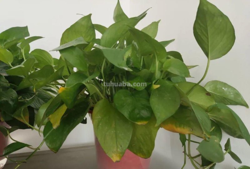 夏天养绿萝，注意4个要点，嗖嗖蹿个子，长成绿窗帘