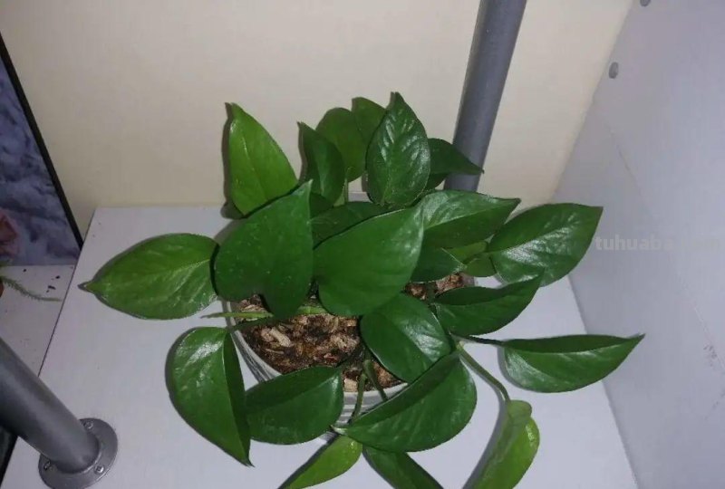 夏天养绿萝，注意4个要点，嗖嗖蹿个子，长成绿窗帘