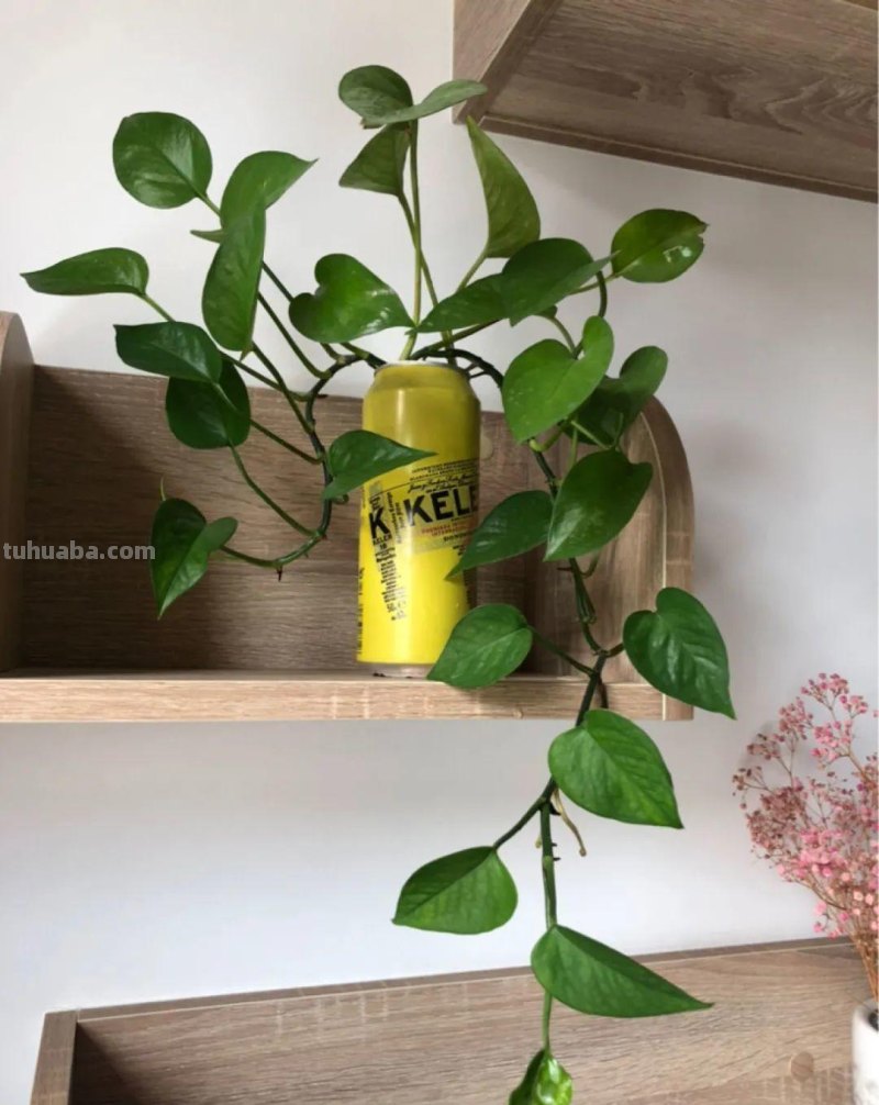 夏天养绿萝，注意4个要点，嗖嗖蹿个子，长成绿窗帘