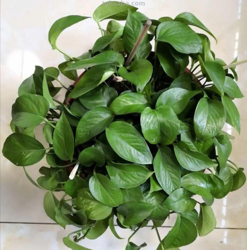 夏天养绿萝，注意4个要点，嗖嗖蹿个子，长成绿窗帘