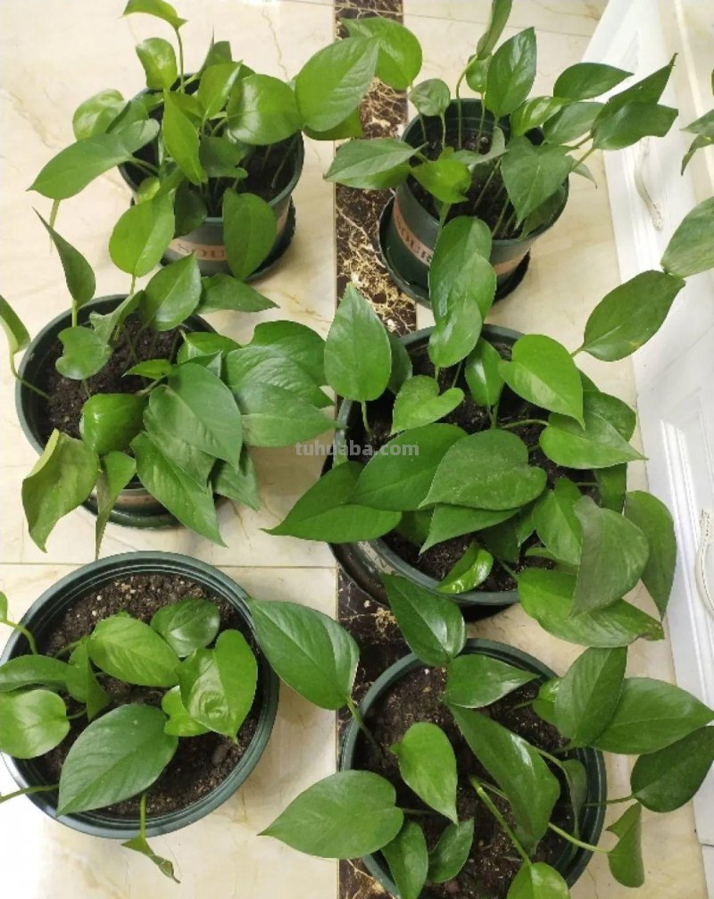 夏天养绿萝，注意4个要点，嗖嗖蹿个子，长成绿窗帘