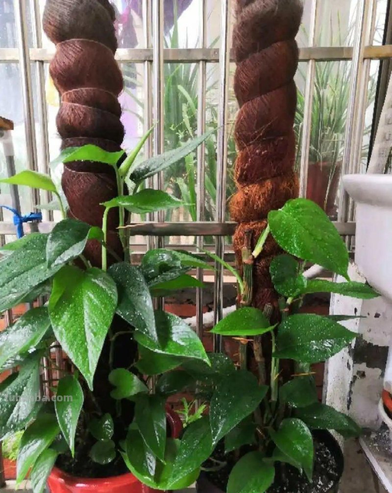 夏天养绿萝，注意4个要点，嗖嗖蹿个子，长成绿窗帘