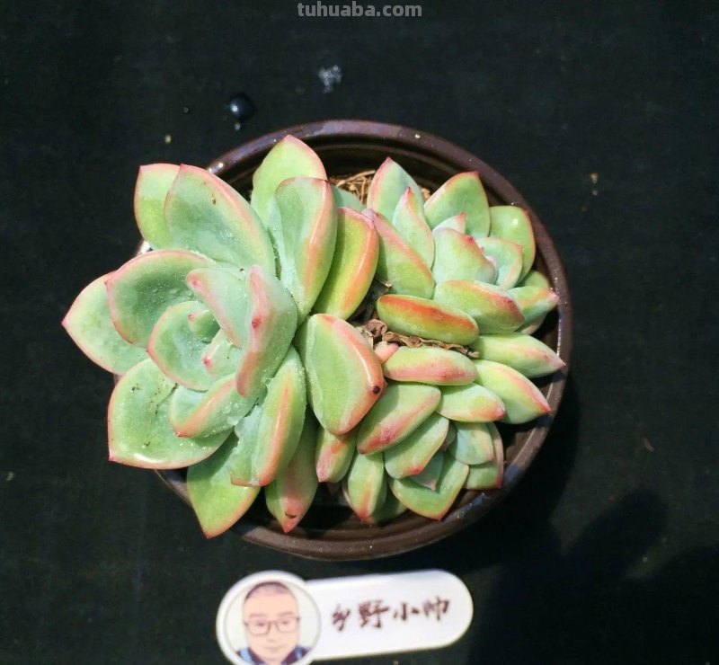 推荐多肉新品，超多品种，看看喜欢哪款