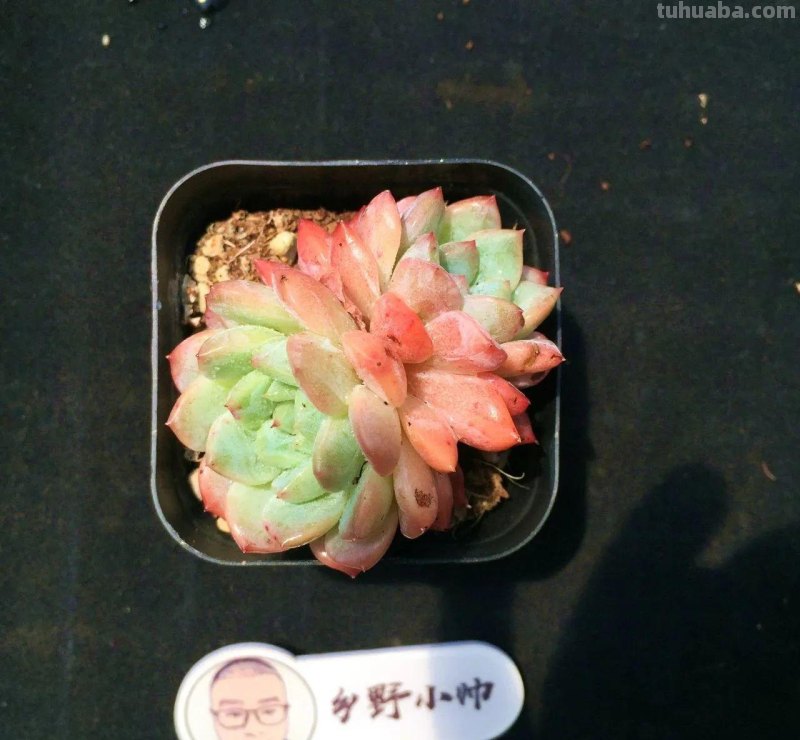 推荐多肉新品，超多品种，看看喜欢哪款