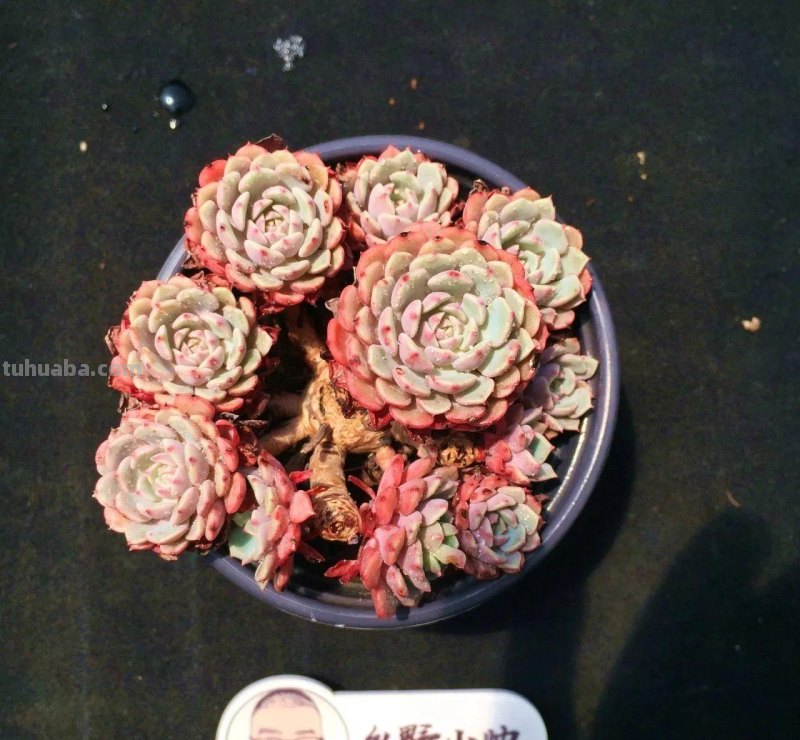 推荐多肉新品，超多品种，看看喜欢哪款