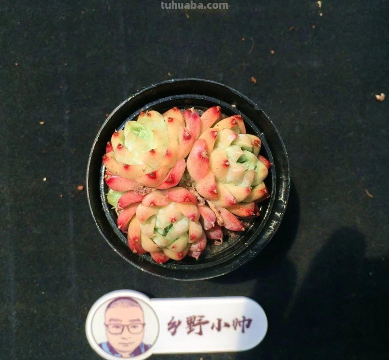 推荐多肉新品，超多品种，看看喜欢哪款