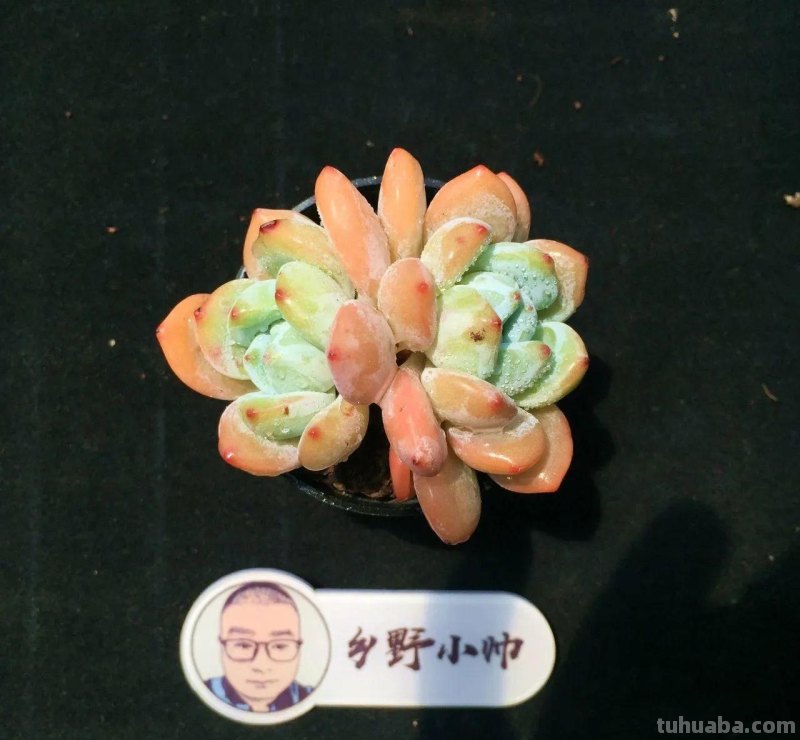 推荐多肉新品，超多品种，看看喜欢哪款