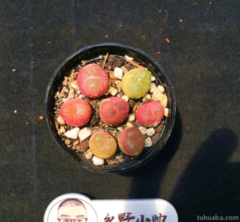 推荐多肉新品，超多品种，看看喜欢哪款