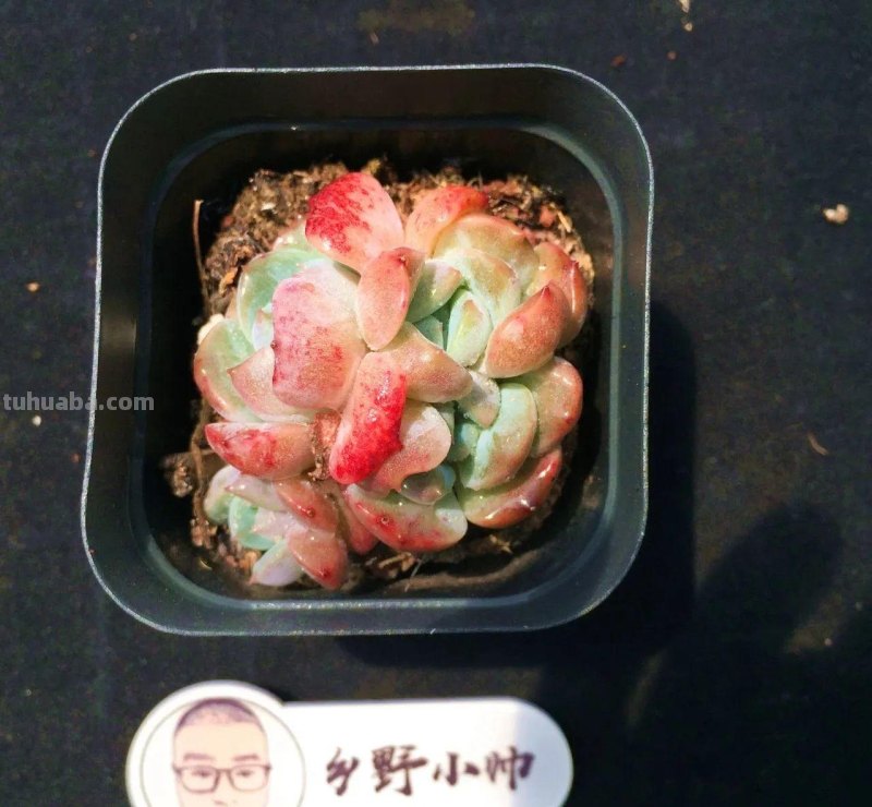 推荐多肉新品，超多品种，看看喜欢哪款