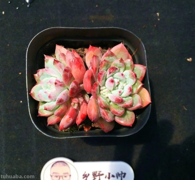 推荐多肉新品，超多品种，看看喜欢哪款