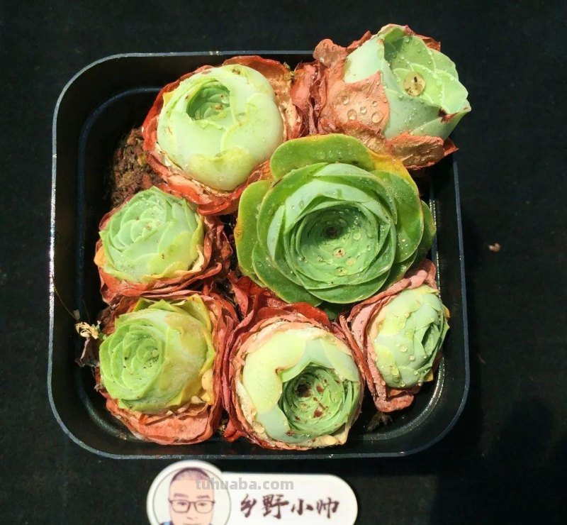 推荐多肉新品，超多品种，看看喜欢哪款