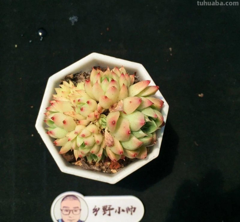 推荐多肉新品，超多品种，看看喜欢哪款