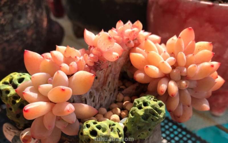 有些肉友养的多肉经常被偷，要保护多肉不被盗，你有什么好绝招？