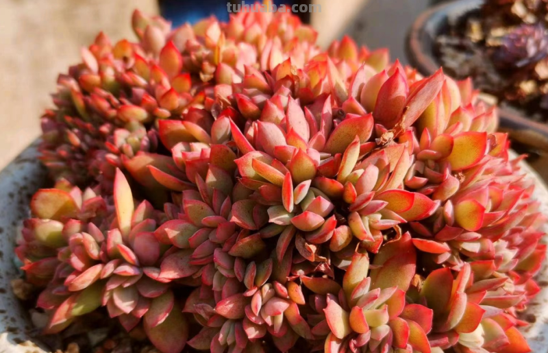 有些肉友养的多肉经常被偷，要保护多肉不被盗，你有什么好绝招？