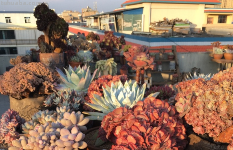 有些肉友养的多肉经常被偷，要保护多肉不被盗，你有什么好绝招？