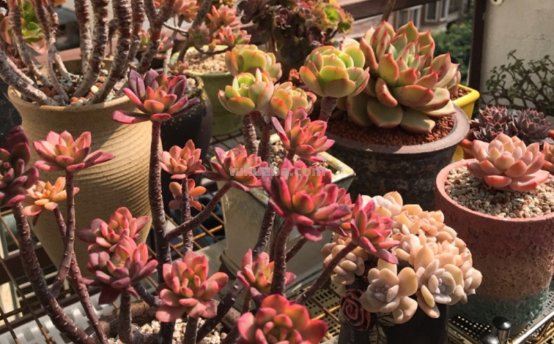 有些肉友养的多肉经常被偷，要保护多肉不被盗，你有什么好绝招？