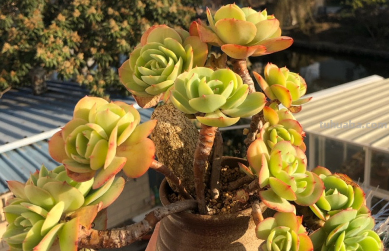 有些肉友养的多肉经常被偷，要保护多肉不被盗，你有什么好绝招？