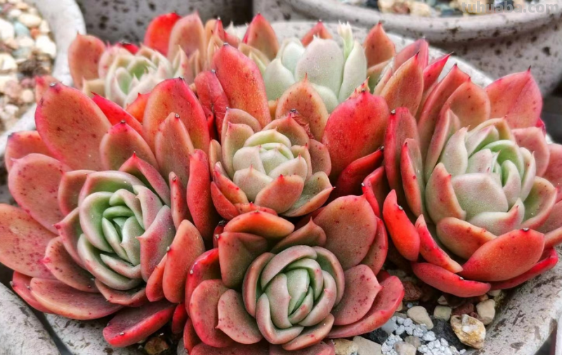 有些肉友养的多肉经常被偷，要保护多肉不被盗，你有什么好绝招？