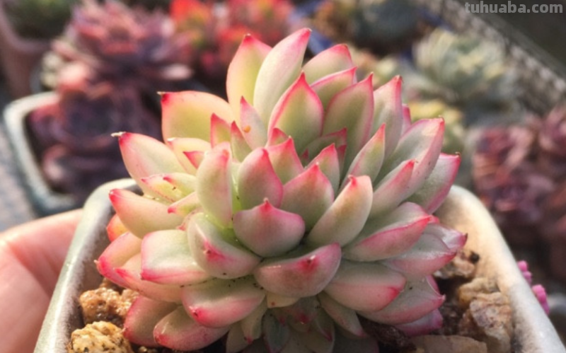 有些肉友养的多肉经常被偷，要保护多肉不被盗，你有什么好绝招？