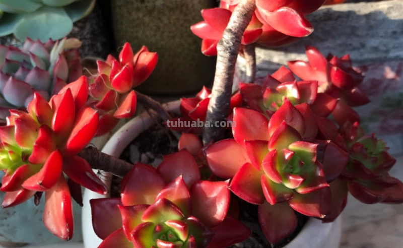 有些肉友养的多肉经常被偷，要保护多肉不被盗，你有什么好绝招？