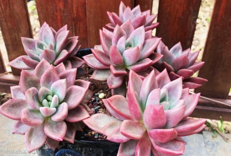 名字超美的21种多肉，光听名字就想买回家，看看哪种长在你心尖上