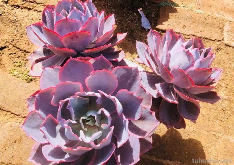 名字超美的21种多肉，光听名字就想买回家，看看哪种长在你心尖上