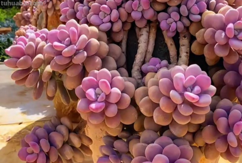 名字超美的21种多肉，光听名字就想买回家，看看哪种长在你心尖上