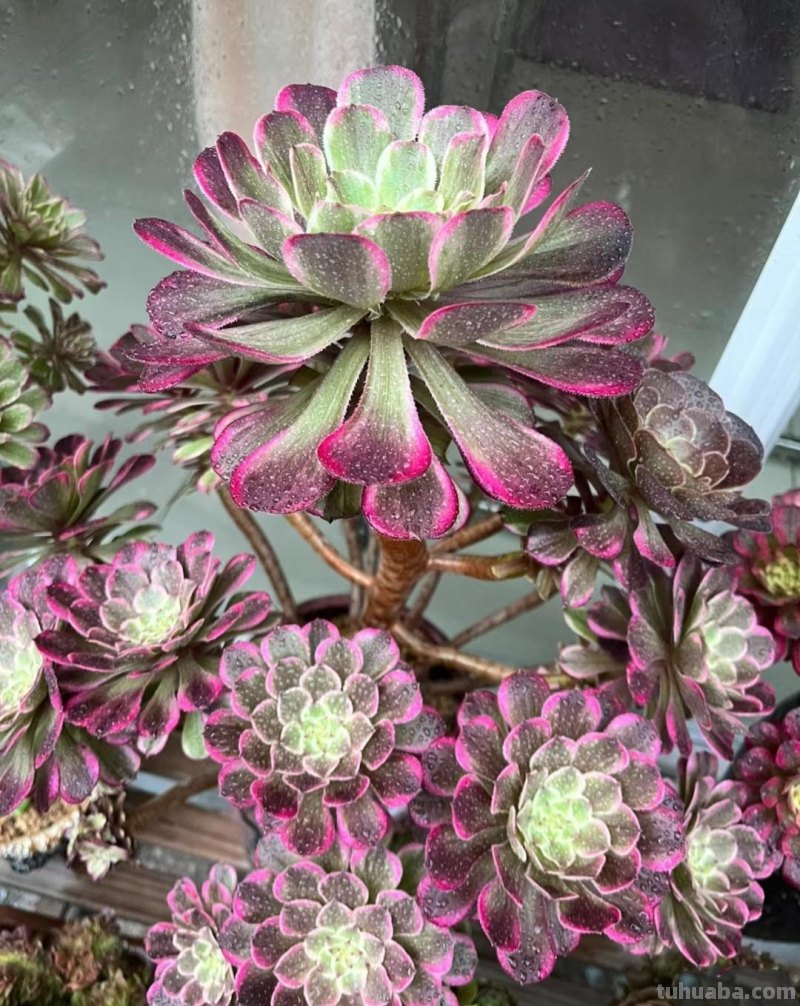 名字超美的21种多肉，光听名字就想买回家，看看哪种长在你心尖上