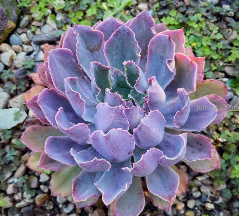 名字超美的21种多肉，光听名字就想买回家，看看哪种长在你心尖上