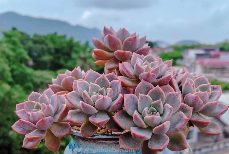 名字超美的21种多肉，光听名字就想买回家，看看哪种长在你心尖上