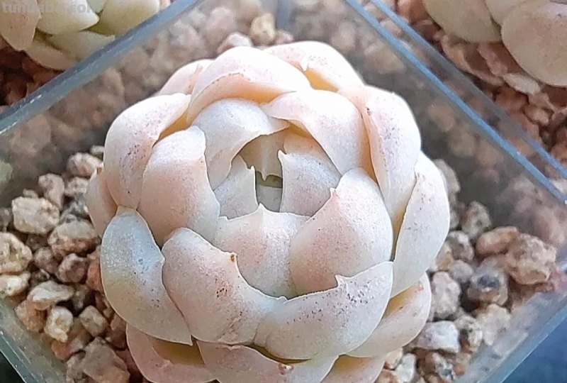 名字超美的21种多肉，光听名字就想买回家，看看哪种长在你心尖上