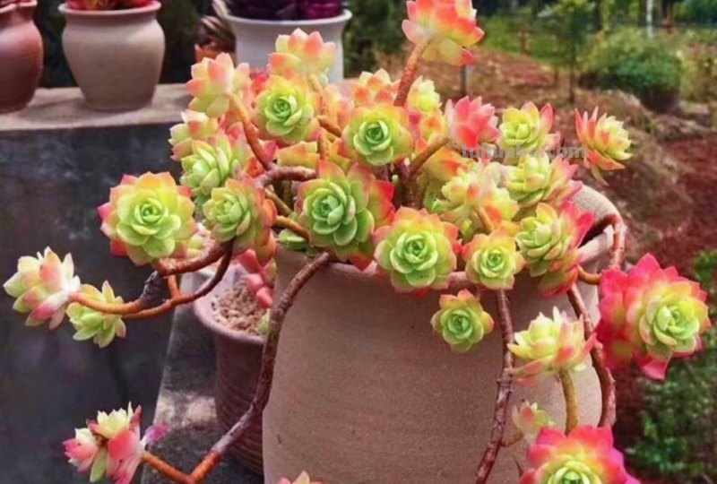 名字超美的21种多肉，光听名字就想买回家，看看哪种长在你心尖上