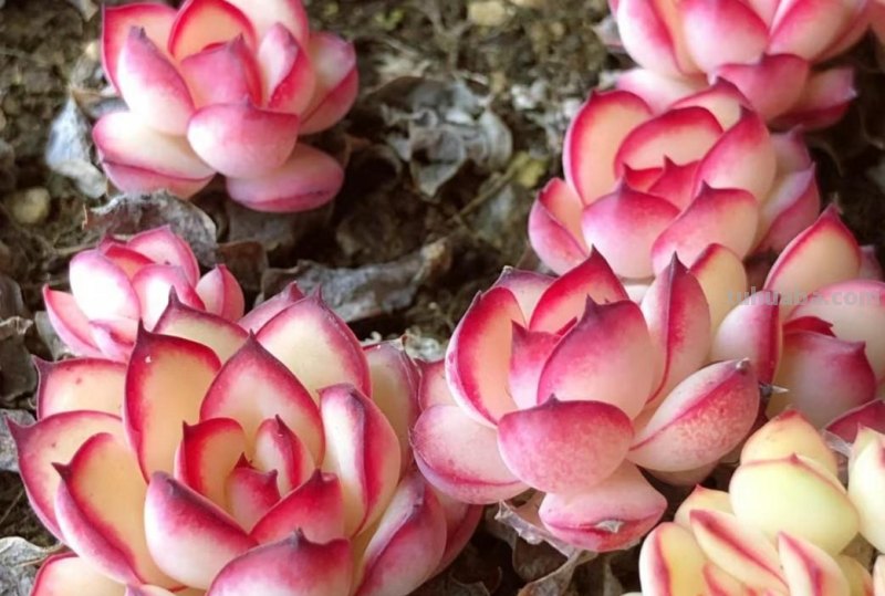 名字超美的21种多肉，光听名字就想买回家，看看哪种长在你心尖上