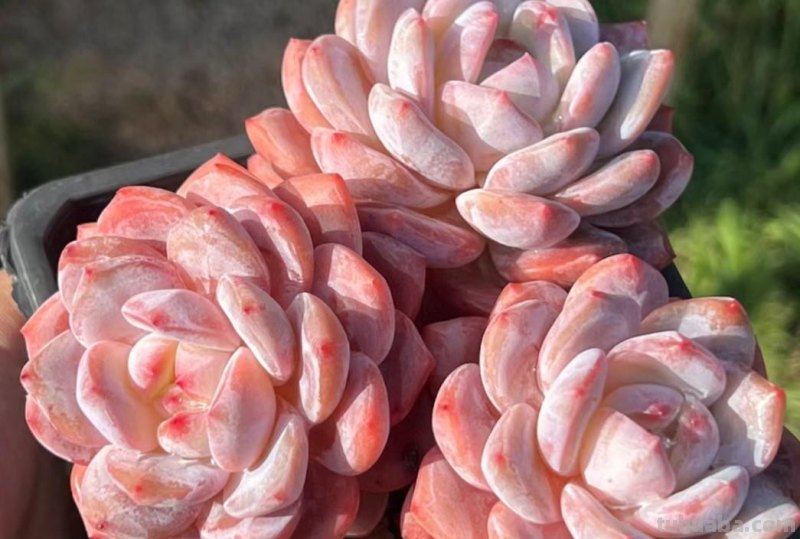 名字超美的21种多肉，光听名字就想买回家，看看哪种长在你心尖上