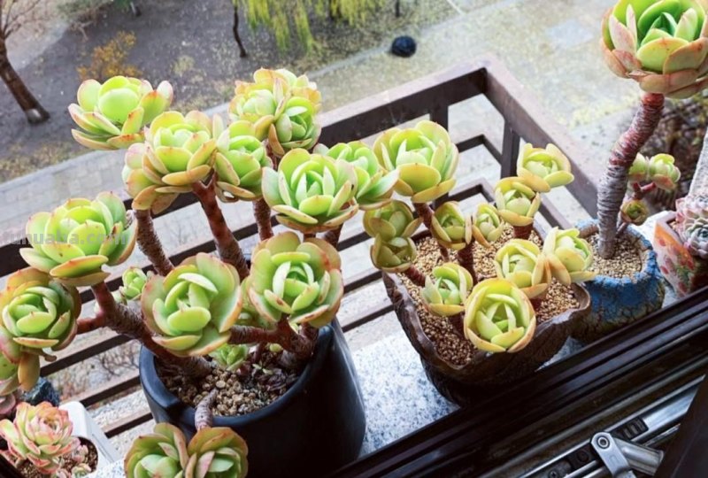 名字超美的21种多肉，光听名字就想买回家，看看哪种长在你心尖上